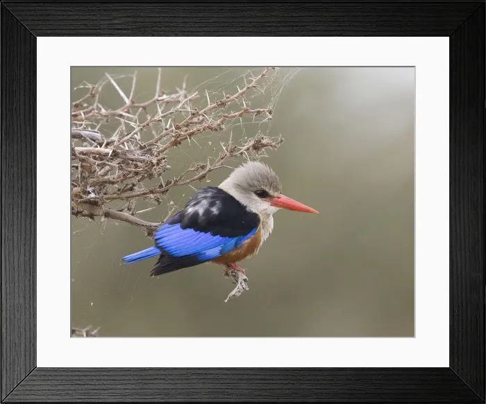 Framed Print : DDE-90019847