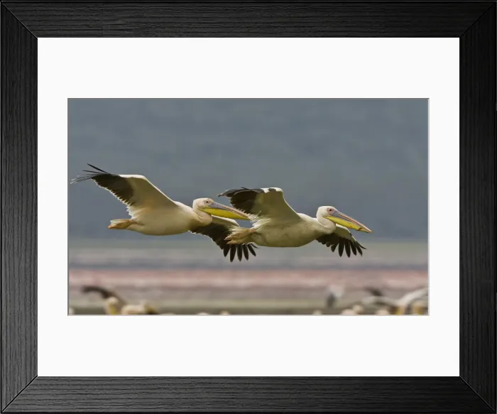 Framed Print : DDE-90019848 Framed Print : DDE-90019848