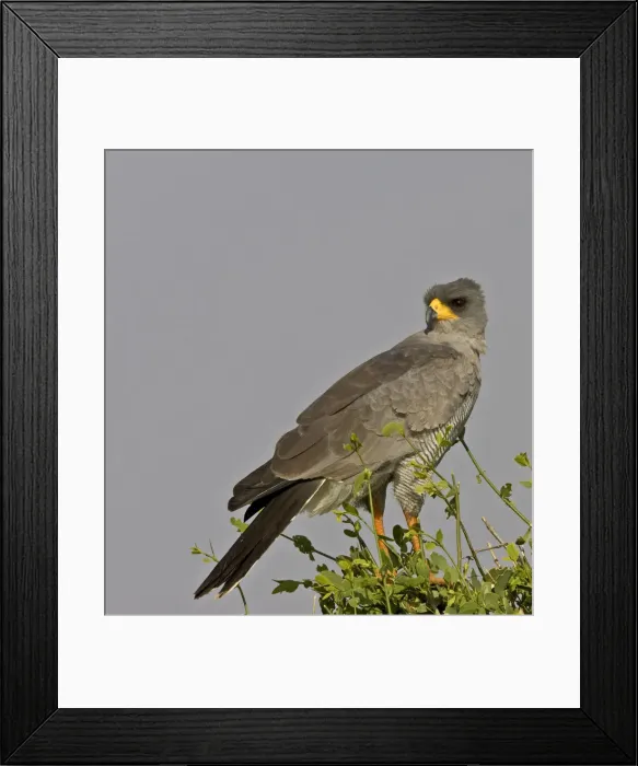 Framed Print : DDE-90019846 Framed Print : DDE-90019846