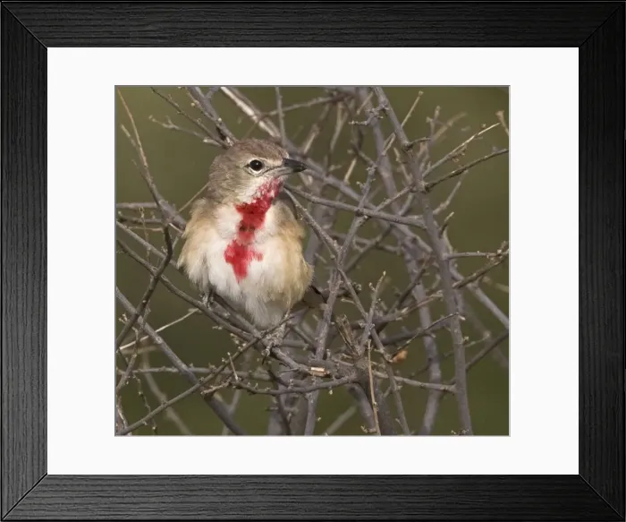 Framed Print : DDE-90019850 Framed Print : DDE-90019850