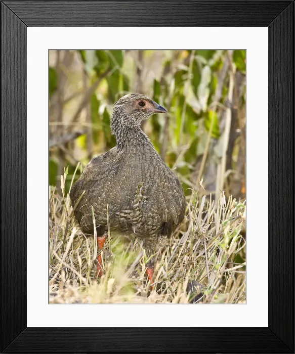 Framed Print : DDE-90019851 Framed Print : DDE-90019851