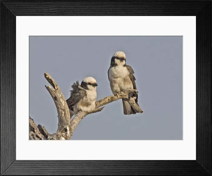 Framed Print : DDE-90019849 Framed Print : DDE-90019849