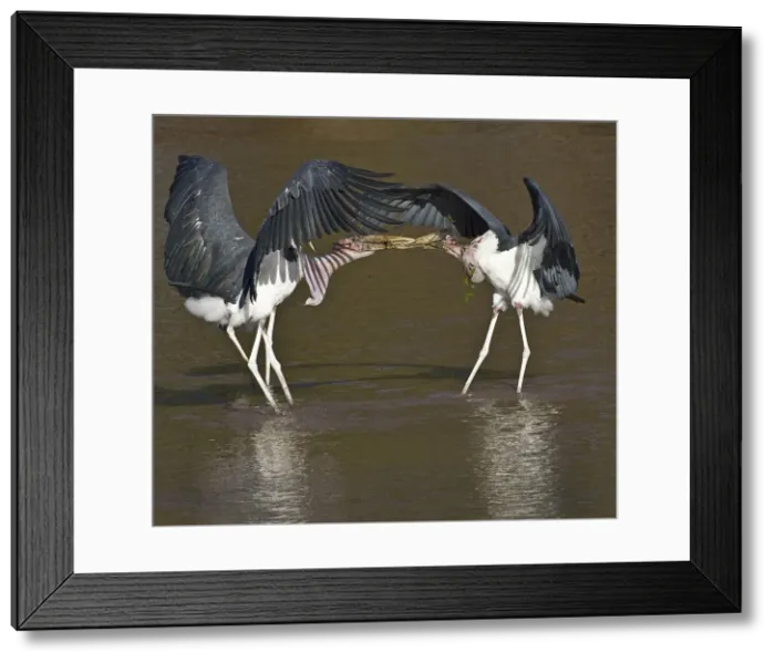 Framed Print : DDE-90019853 Framed Print : DDE-90019853