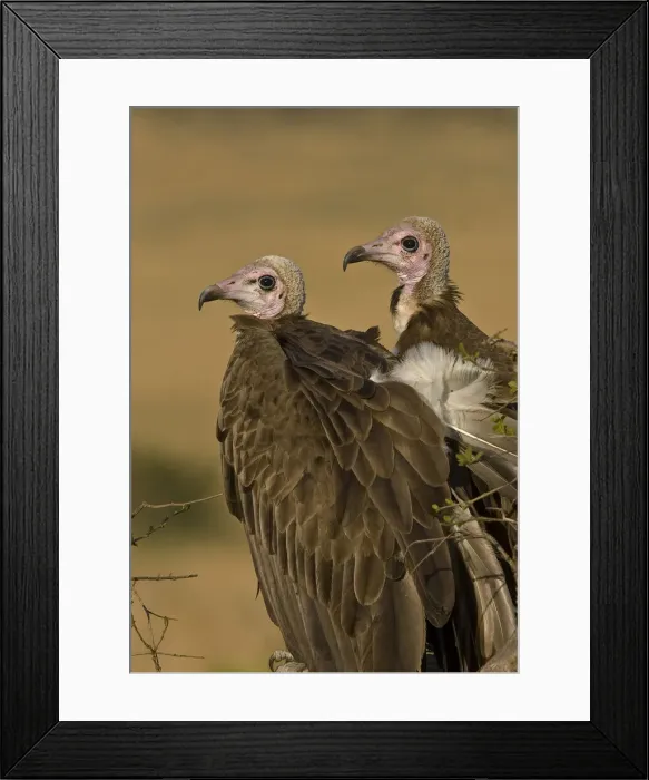 Framed Print : DDE-90019852 Framed Print : DDE-90019852