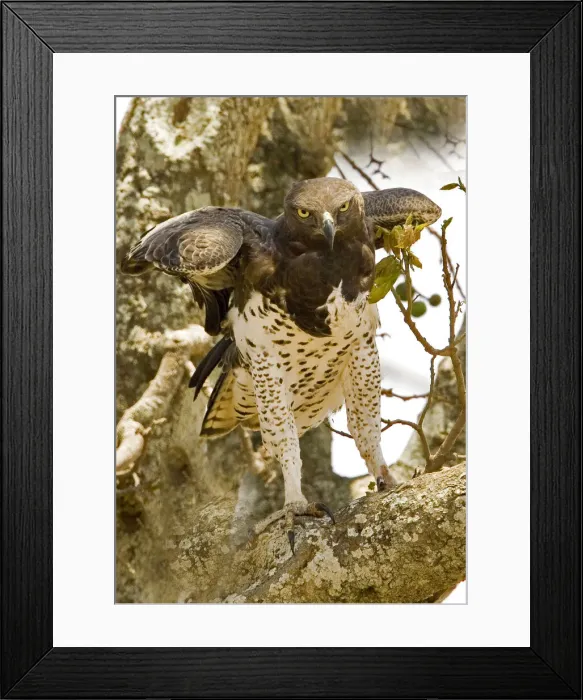 Framed Print : DDE-90019856 Framed Print : DDE-90019856
