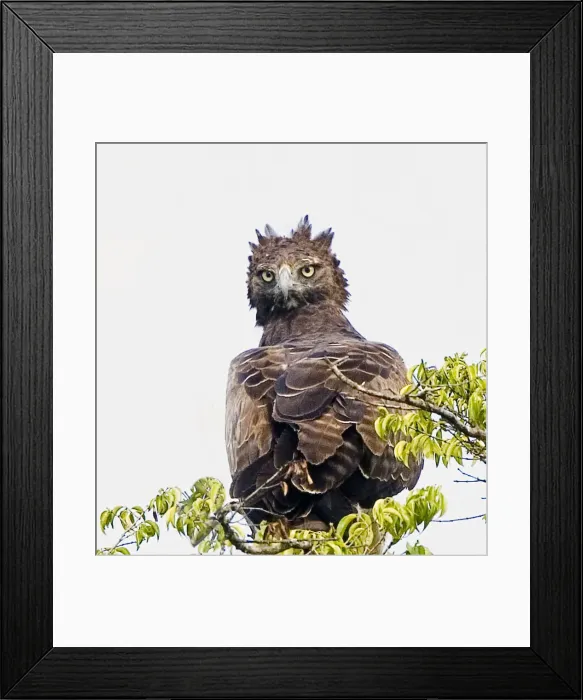 Framed Print : DDE-90019855