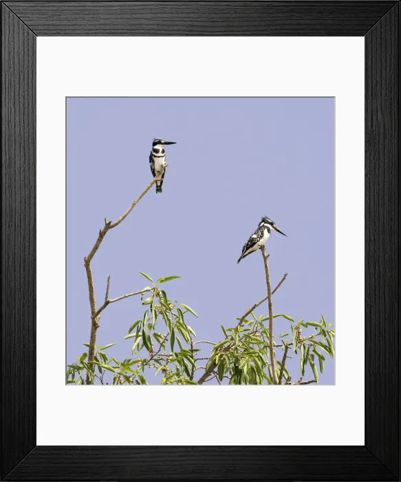 Framed Print : DDE-90019857 Framed Print : DDE-90019857