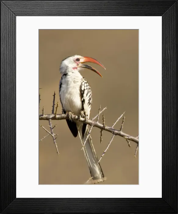 Framed Print : DDE-90019858 Framed Print : DDE-90019858