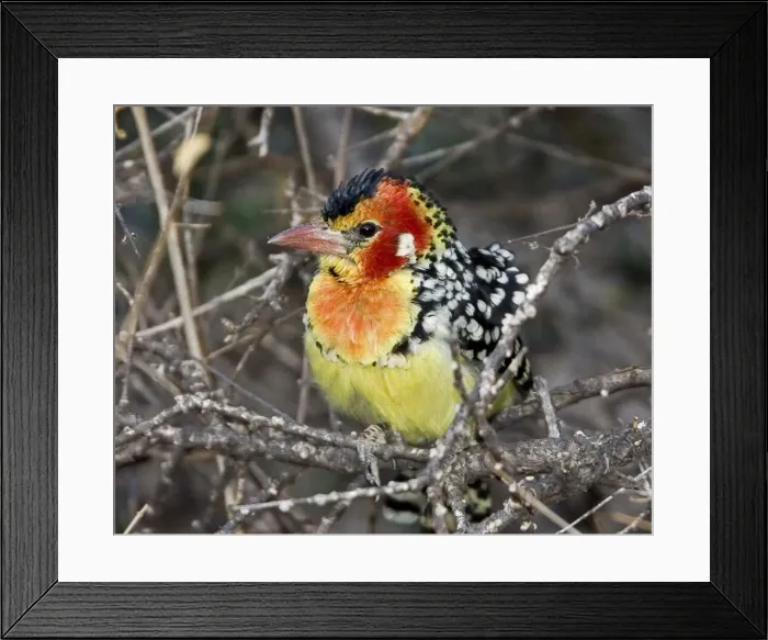 Framed Print : DDE-90019860 Framed Print : DDE-90019860