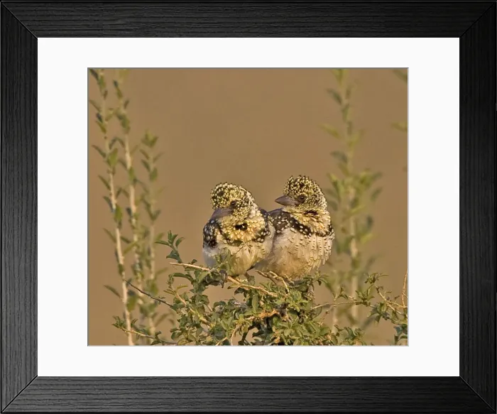 Framed Print : DDE-90019859 Framed Print : DDE-90019859