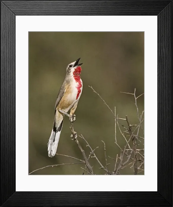 Framed Print : DDE-90019861 Framed Print : DDE-90019861