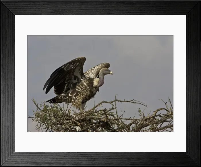 Framed Print : DDE-90019863 Framed Print : DDE-90019863