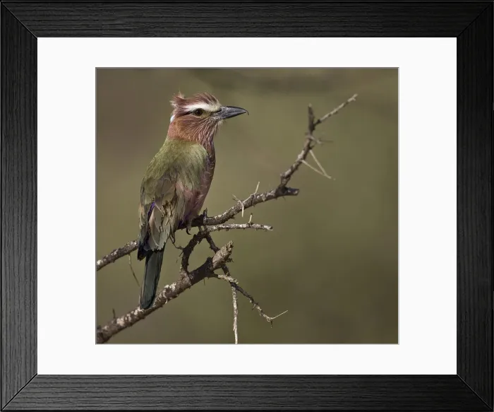 Framed Print : DDE-90019862 Framed Print : DDE-90019862