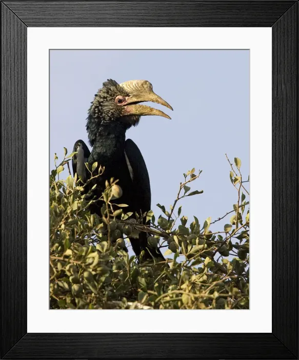 Framed Print : DDE-90019866 Framed Print : DDE-90019866