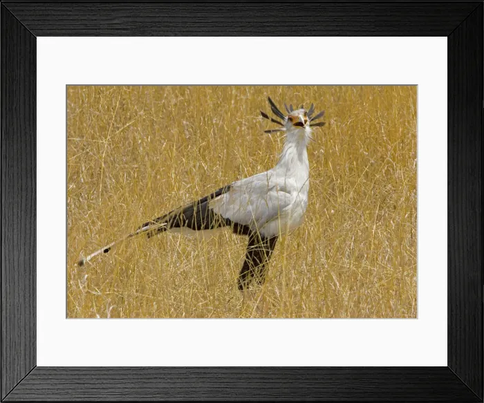 Framed Print : DDE-90019865 Framed Print : DDE-90019865