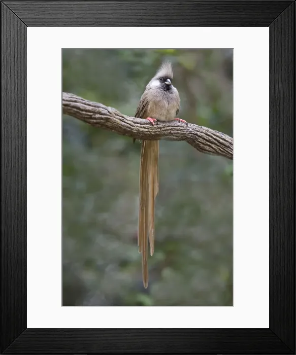 Framed Print : DDE-90019867 Framed Print : DDE-90019867