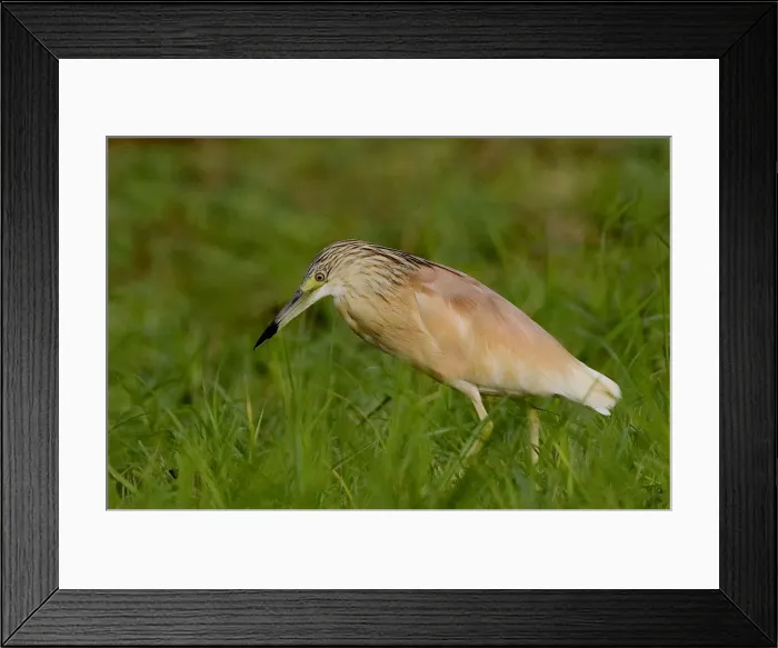 Framed Print : DDE-90019869 Framed Print : DDE-90019869