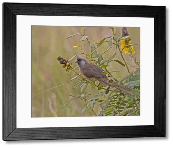 Framed Print : DDE-90019868 Framed Print : DDE-90019868