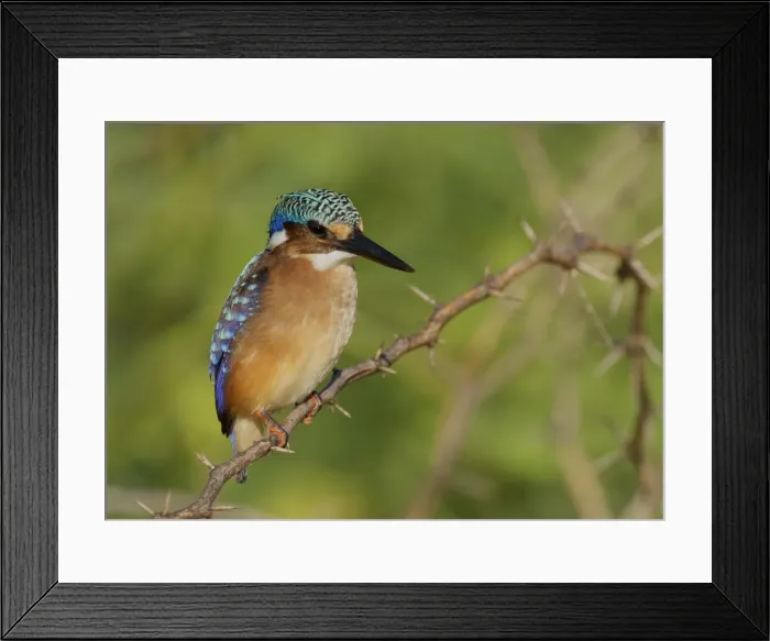 Framed Print : DDE-90019872 Framed Print : DDE-90019872