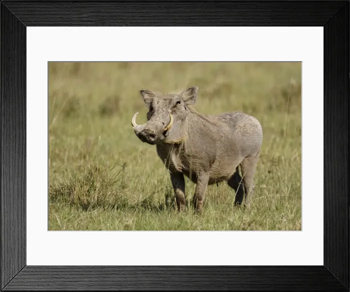 Framed Print : DDE-90019873 Framed Print : DDE-90019873