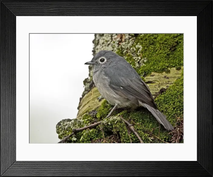 Framed Print : DDE-90019871 Framed Print : DDE-90019871