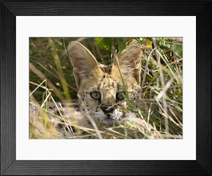 Framed Print : DDE-90019875 Framed Print : DDE-90019875