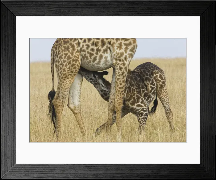 Framed Print : DDE-90019876 Framed Print : DDE-90019876