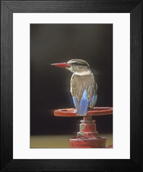 Framed Print : DDE-90019877 Framed Print : DDE-90019877