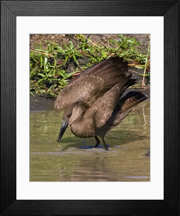 Framed Print : DDE-90019880 Framed Print : DDE-90019880