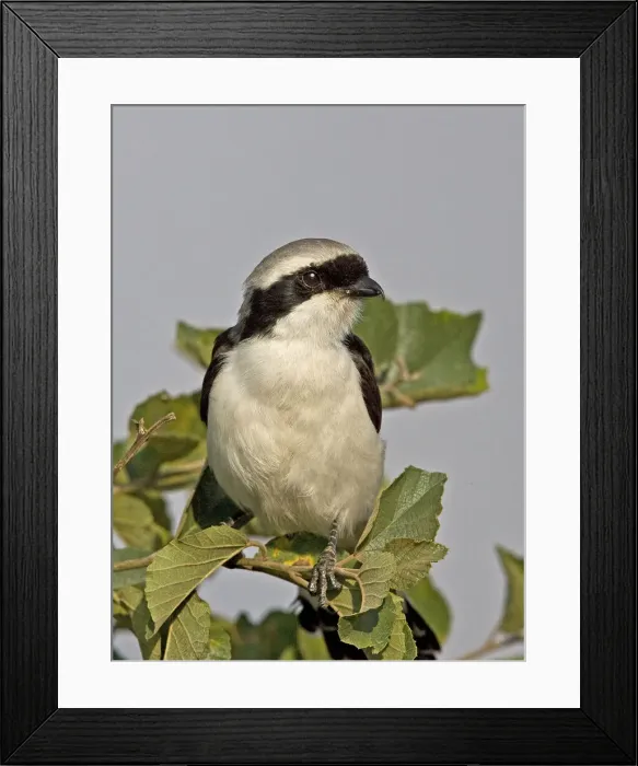 Framed Print : DDE-90019879 Framed Print : DDE-90019879