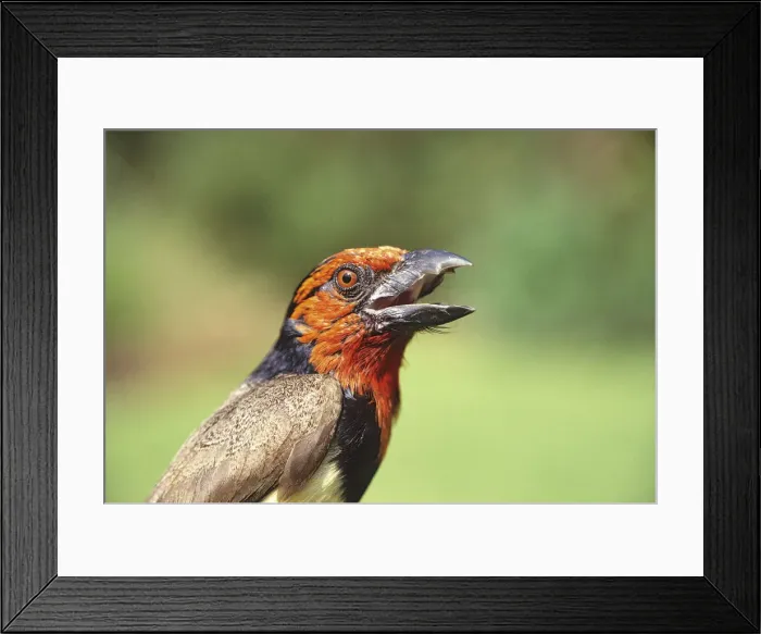Framed Print : DDE-90019881 Framed Print : DDE-90019881