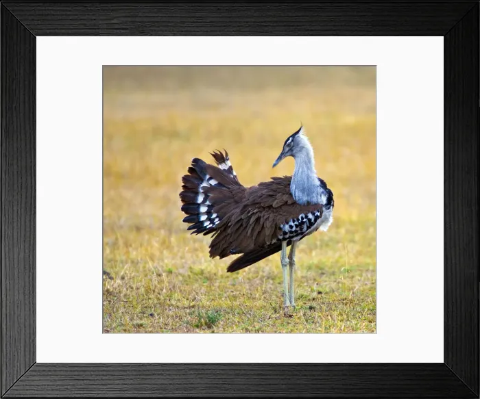 Framed Print : DDE-90019882 Framed Print : DDE-90019882