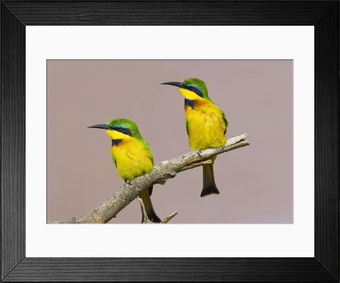 Framed Print : DDE-90019884 Framed Print : DDE-90019884