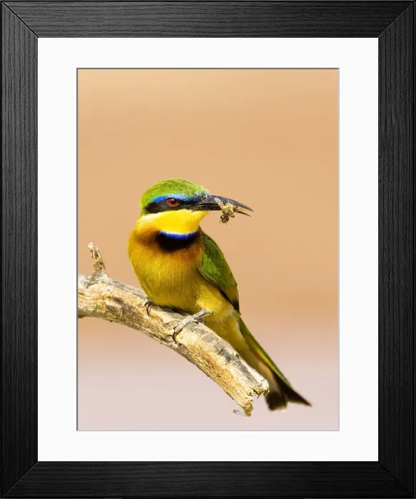 Framed Print : DDE-90019883 Framed Print : DDE-90019883