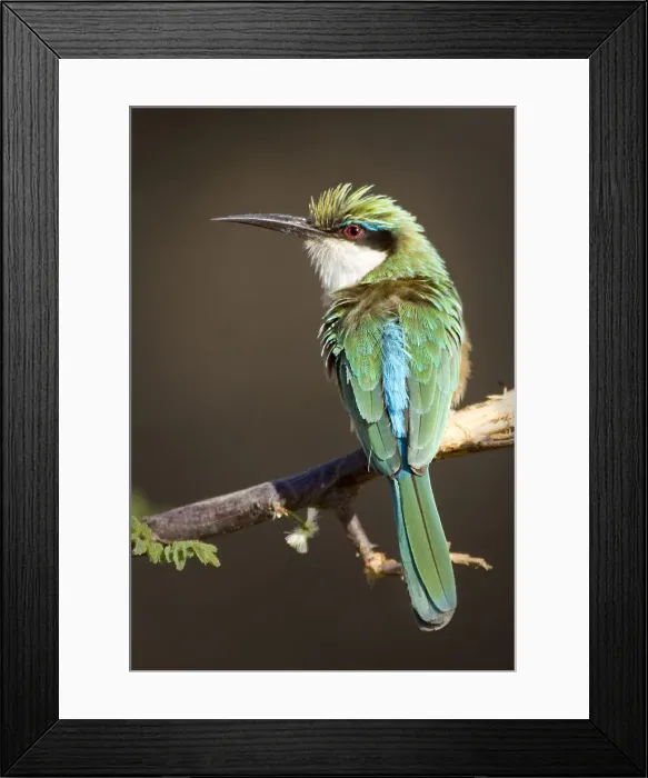 Framed Print : DDE-90019886 Framed Print : DDE-90019886