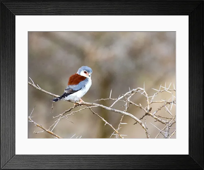 Framed Print : DDE-90019885 Framed Print : DDE-90019885