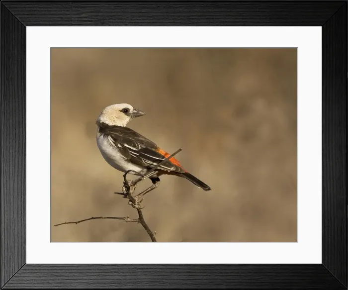 Framed Print : DDE-90019888