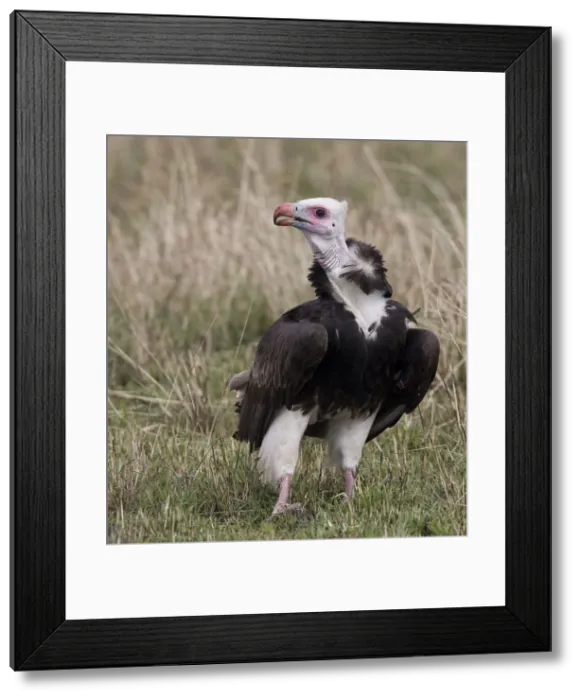Framed Print : DDE-90019889 Framed Print : DDE-90019889