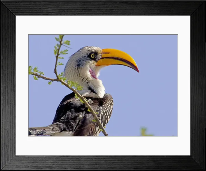 Framed Print : DDE-90019887 Framed Print : DDE-90019887