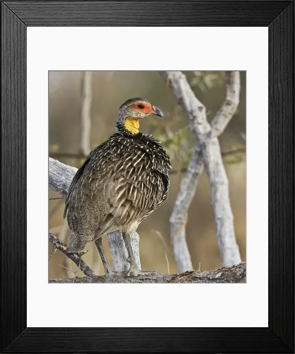Framed Print : DDE-90019891 Framed Print : DDE-90019891