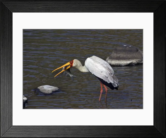 Framed Print : DDE-90019890 Framed Print : DDE-90019890