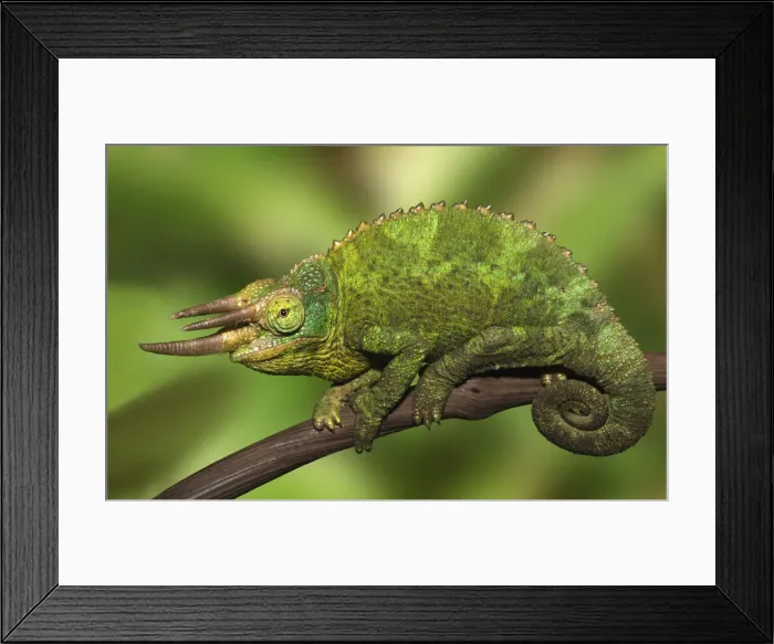 Framed Print : DDE-90019892 Framed Print : DDE-90019892