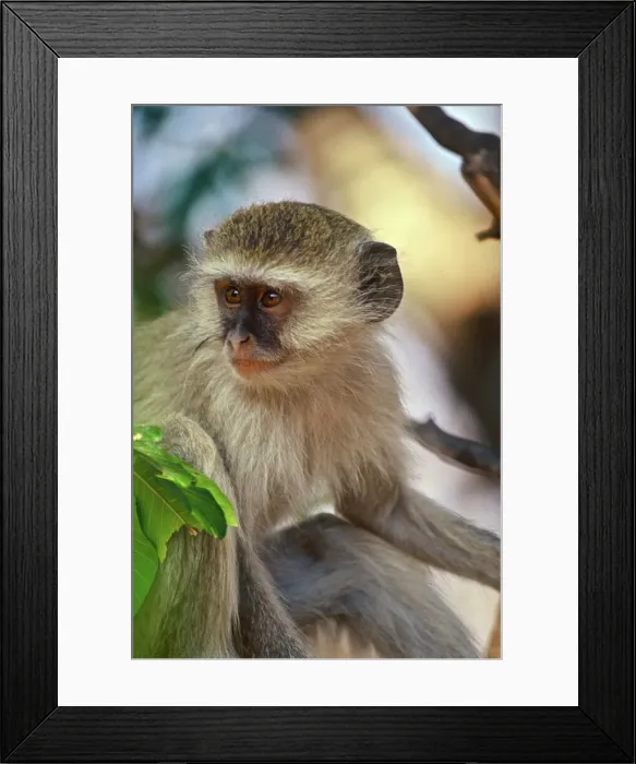 Framed Print : DDE-90019893 Framed Print : DDE-90019893