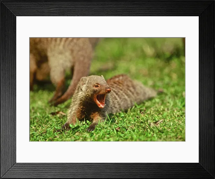 Framed Print : DDE-90019895 Framed Print : DDE-90019895