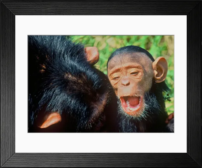 Framed Print : DDE-90019894 Framed Print : DDE-90019894