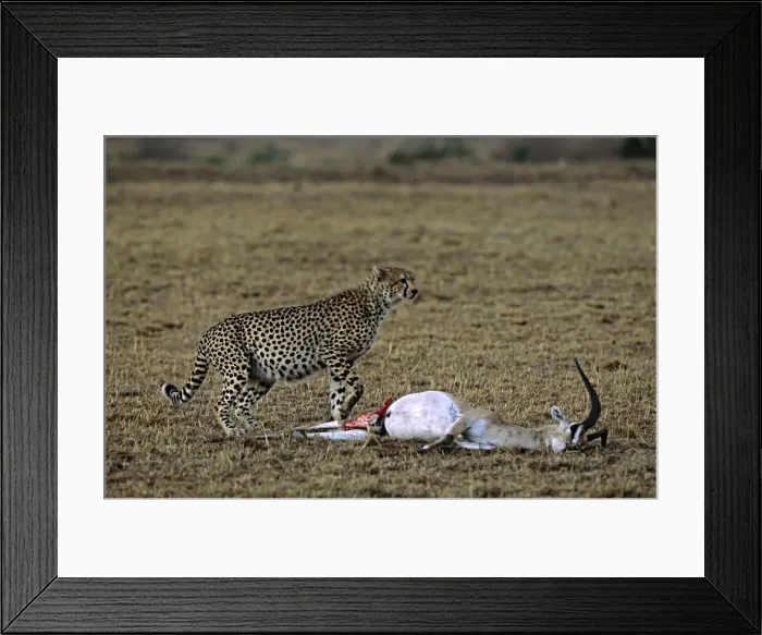 Framed Print : DDE-90019896 Framed Print : DDE-90019896