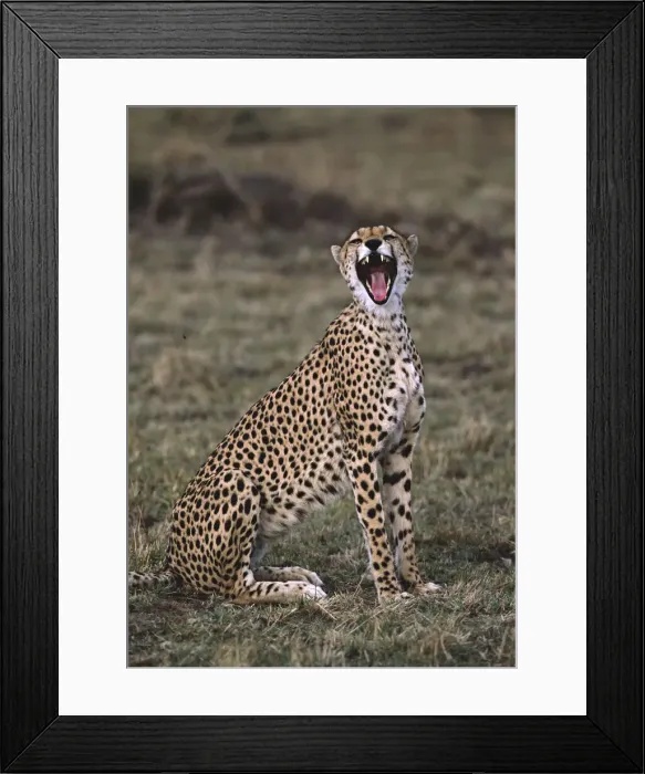 Framed Print : DDE-90019897 Framed Print : DDE-90019897