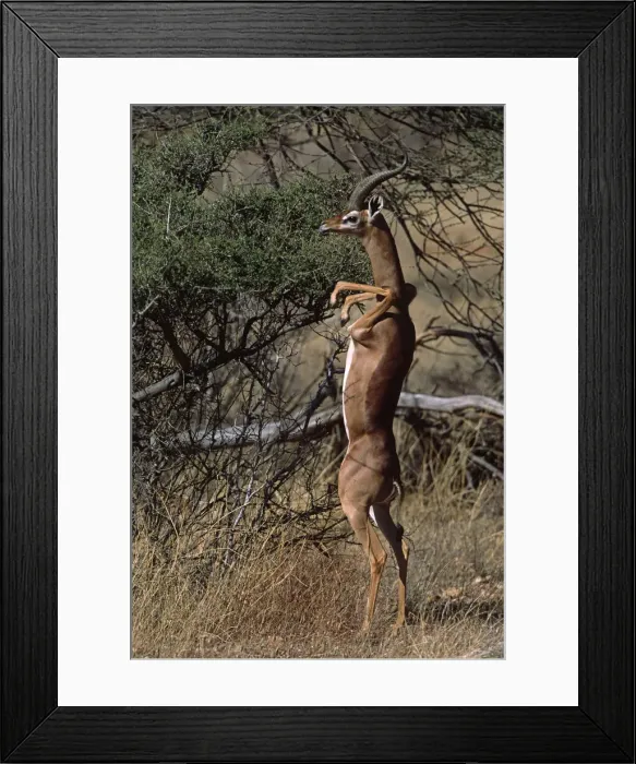 Framed Print : DDE-90019898