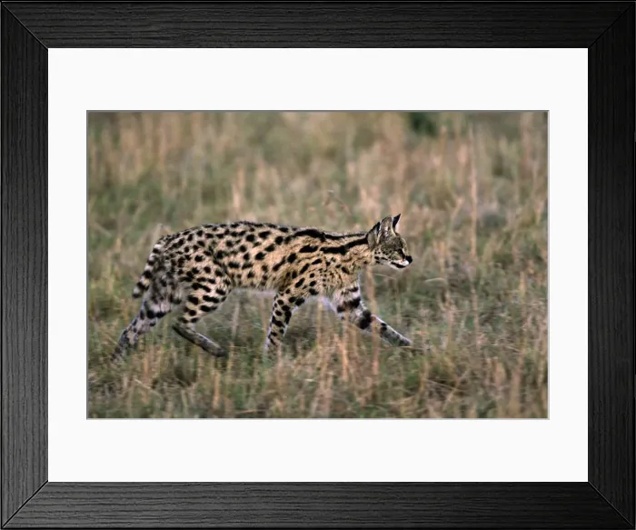 Framed Print : DDE-90019900 Framed Print : DDE-90019900