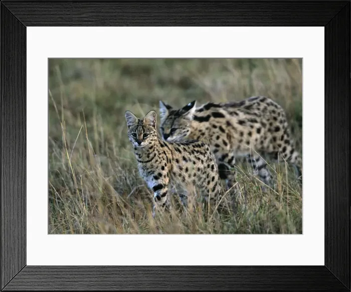 Framed Print : DDE-90019901 Framed Print : DDE-90019901